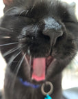 Happy Cat, Happy You: Quick Tips for Building a Bond