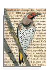 Gallery Grand - Birds Talk! Series - Northern Flicker