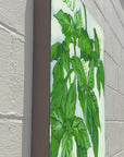 Gallery Grand - Herbs Basil