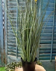 ARTIFICIAL YORKTOWN ONION GRASS WITH TWO FLOWERS (POTTED)