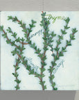 Gallery Grand - Herbs Thyme