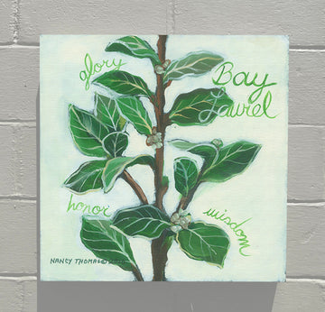 Available Now - Herbs Bay Laurel