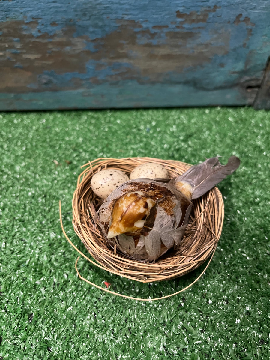 Bird and Eggs in Nest