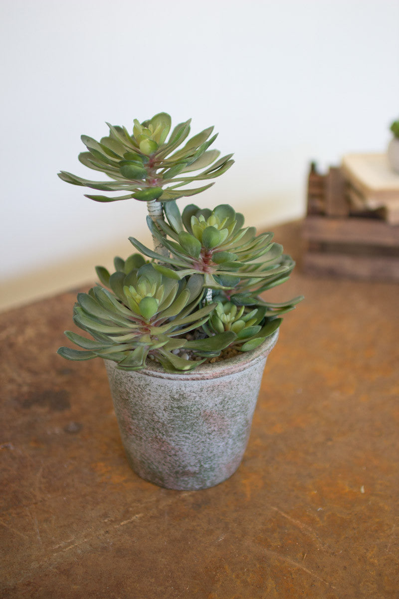 Large Succulent in Pot